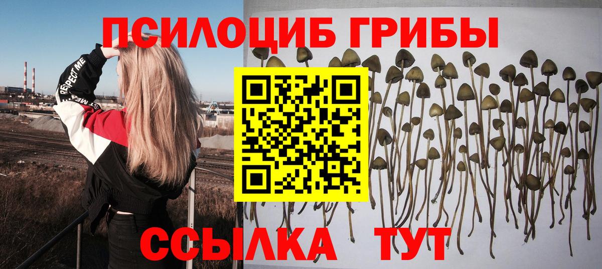 Новошахтинск  Галлюциногенные грибы прущие грибы  Вход с VPN 
